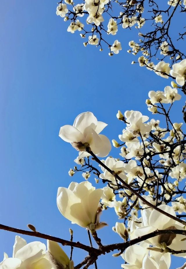春日·三 之大慈恩寺 紫李白蘭襯紅牆佛塔。