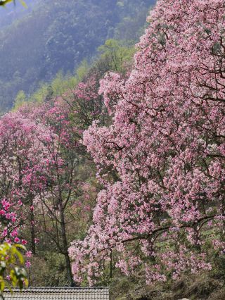 I later told everyone I met: The magnolias of Jiuhuang Mountain are so beautiful...!