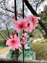 錫惠公園限定浪漫！春日賞櫻保姆級攻略