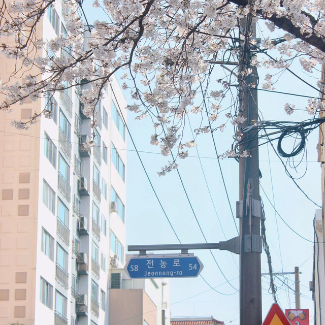 濟州島典農路🌸 限定浪漫來襲