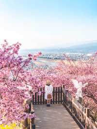 🌸🌸【2025大阪賞櫻攻略】🌸🌸