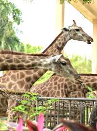 南寧day ｜動物園遊記