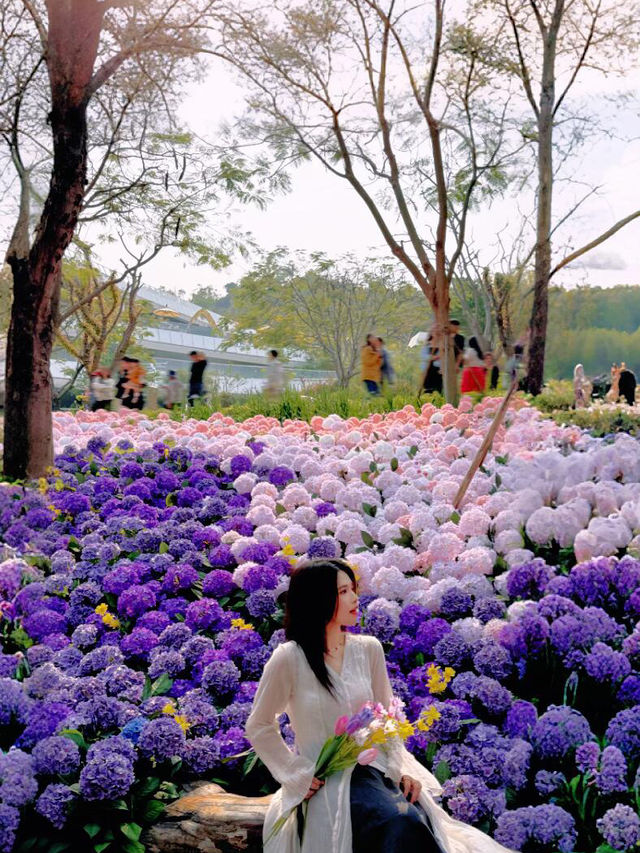 🌷珠海爆火！城市客廳美翻了，快來打卡📸