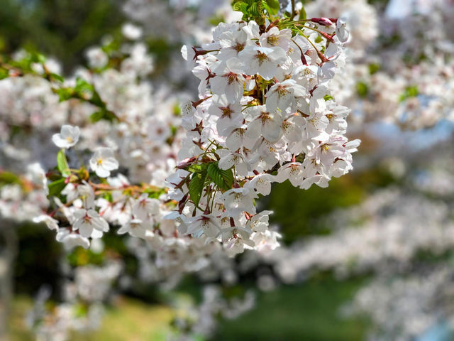 【北海道｜怎樣在北海道札幌赴一場櫻花盛宴 🌸 意外的櫻花驚喜】