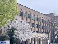 🌸東京大學 | 學府櫻花浪漫詩篇🌸