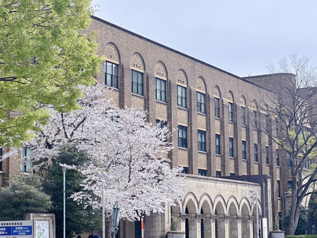🌸東京大學 | 學府櫻花浪漫詩篇🌸