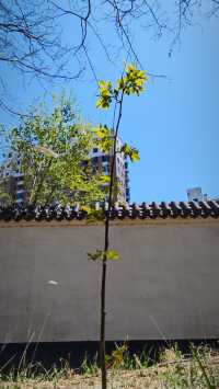 本地老司機推薦免費天然氧吧