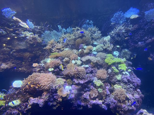 青島•極地海洋公園|吃喝玩樂必打卡