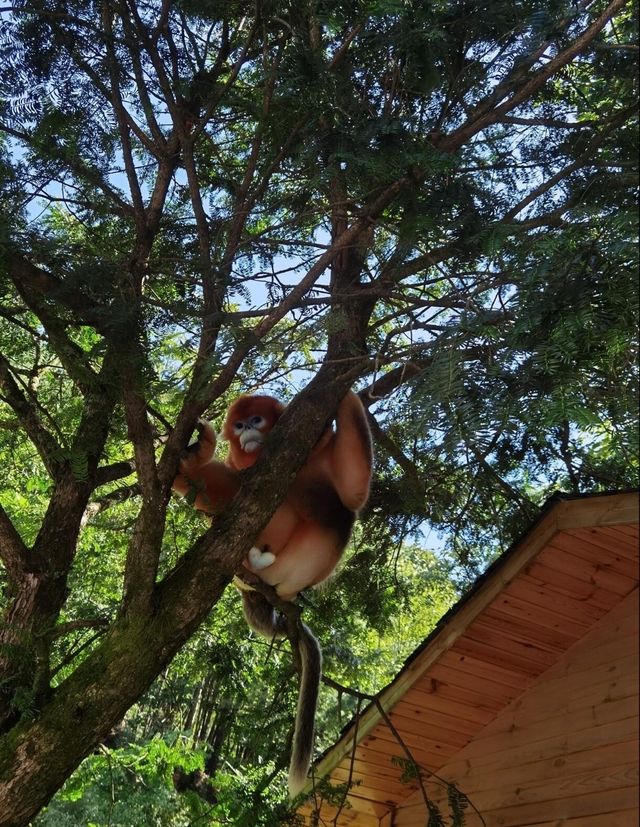 商南縣旅遊推薦