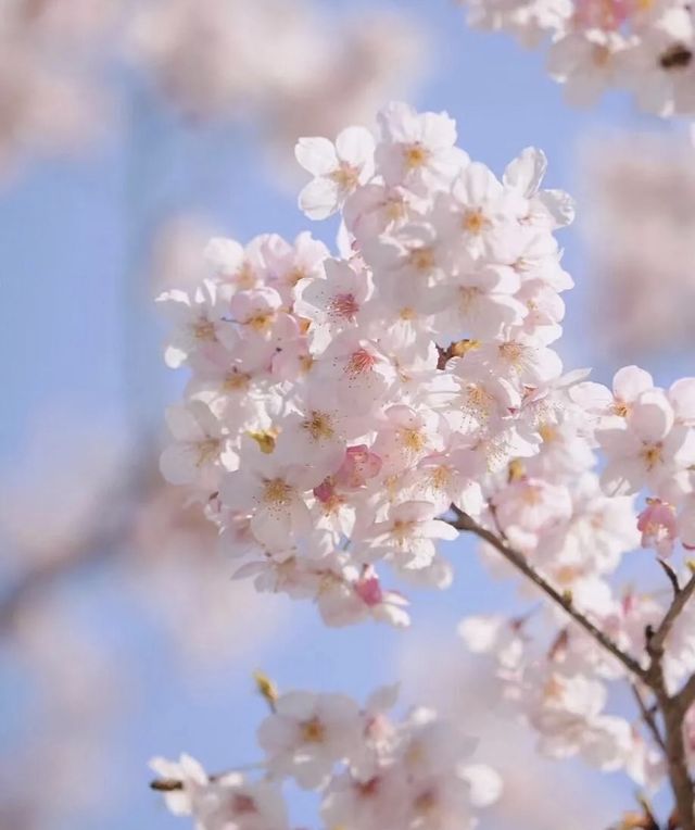 上海顧村公園：城市綠洲中的四季生態樂園