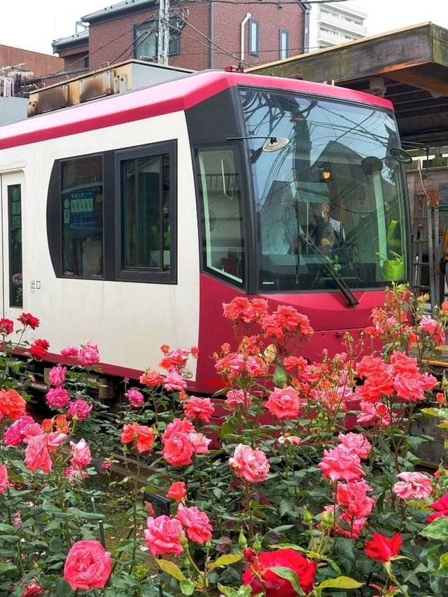 東京都電荒川線交通攻略｜搭復古電車漫遊懷舊東京