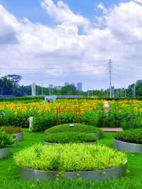 🌻邂逅廣州限定浪漫！向日葵花海美出圈