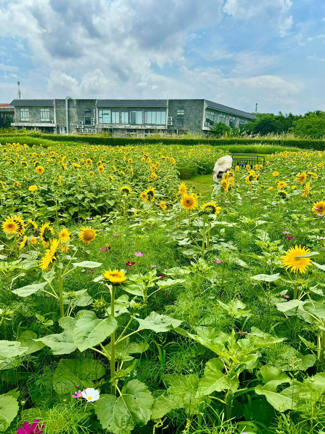 救命🆘廣州竟藏著現實版「陽光花田」！地鐵直達的向日葵花海美到窒息🌻不用遠赴郊區，下車就能擁抱整片燦爛夏天！