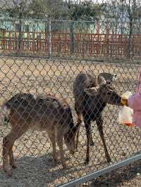 洛陽·宜陽｜竟然藏咗一個咁好玩嘅動物園！