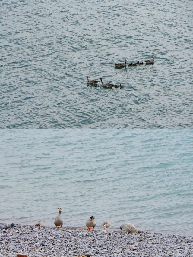 奔向青海湖！超治癒旅行攻略