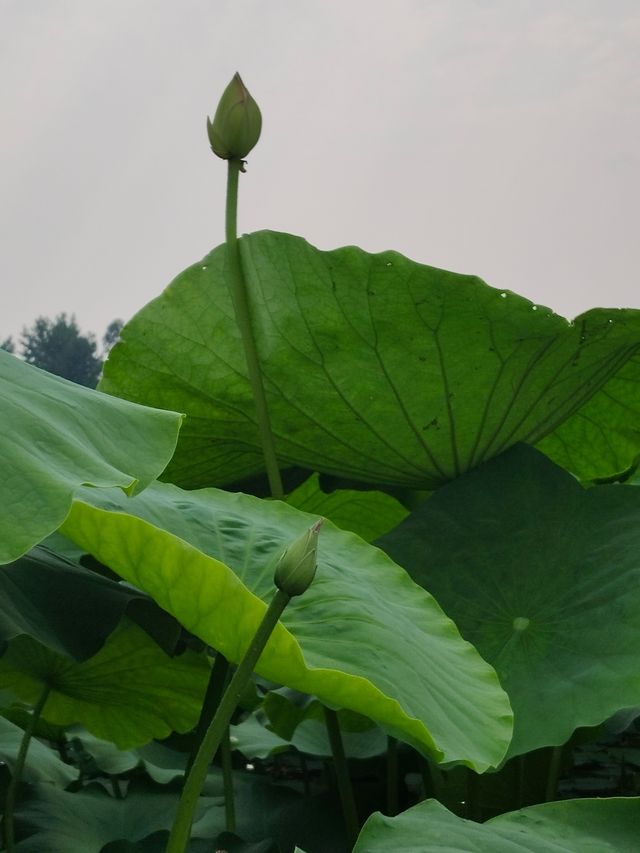 浦上荷花生紫煙，吳姬酒肆近人船