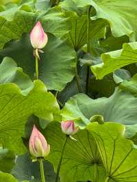 夏日限定！荷花池打卡靚到爆燈