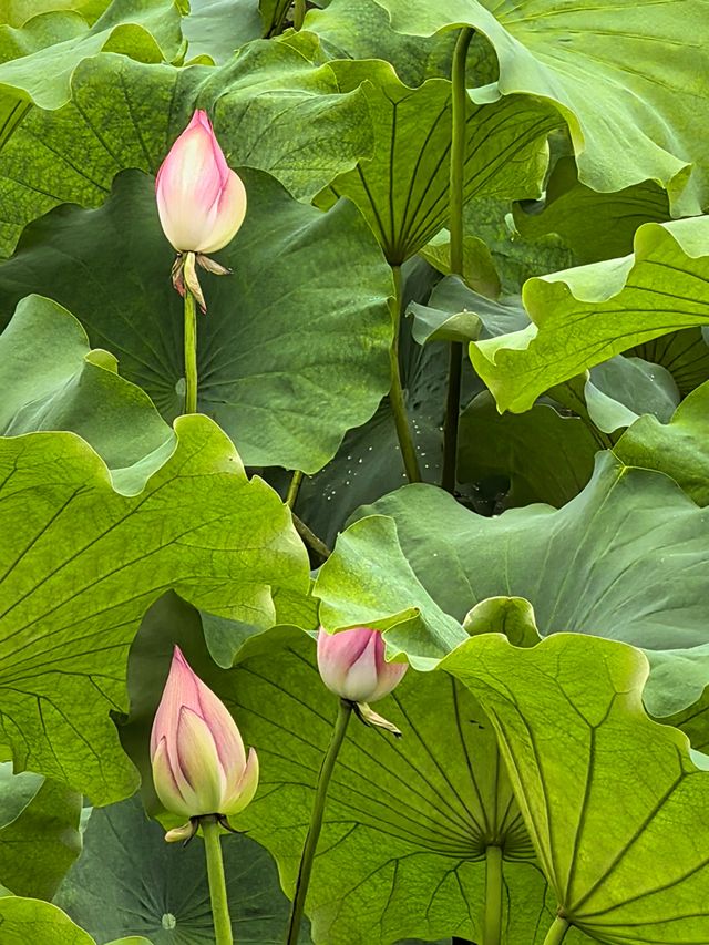 夏日限定！荷花池打卡靚到爆燈