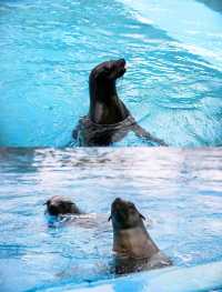 三亞亞特蘭蒂斯水族館高效遊玩攻略
