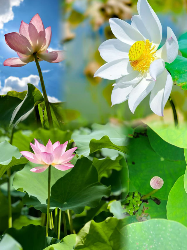 「0」元影靚相｜與荷共舞·清涼夏日進行時🪷