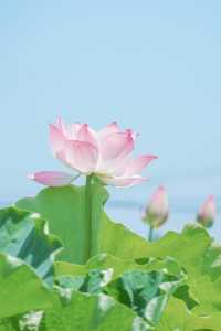 夏•荷🪷喺海曙村莊遇見免費嘅荷花池