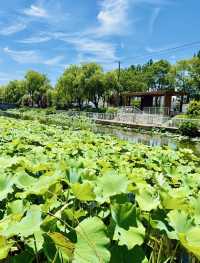 誤入莫奈花園！上海閔行浦江鎮牌樓村賞荷攻略