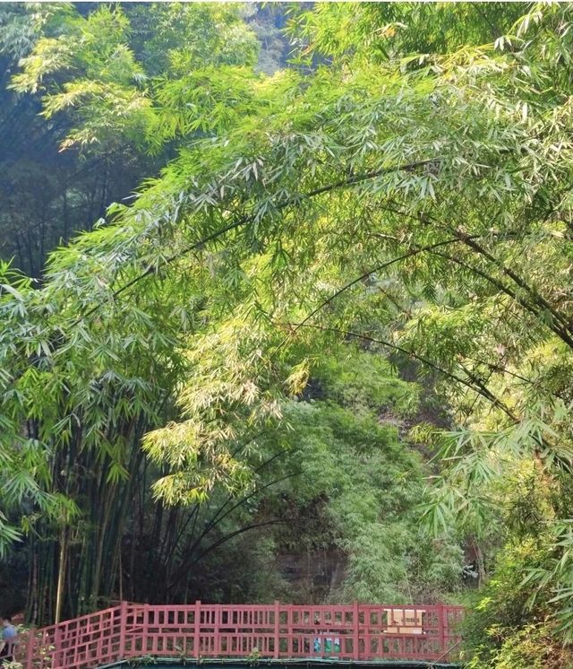 竹海盛景