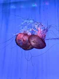 海底星辰，上海海洋水族館