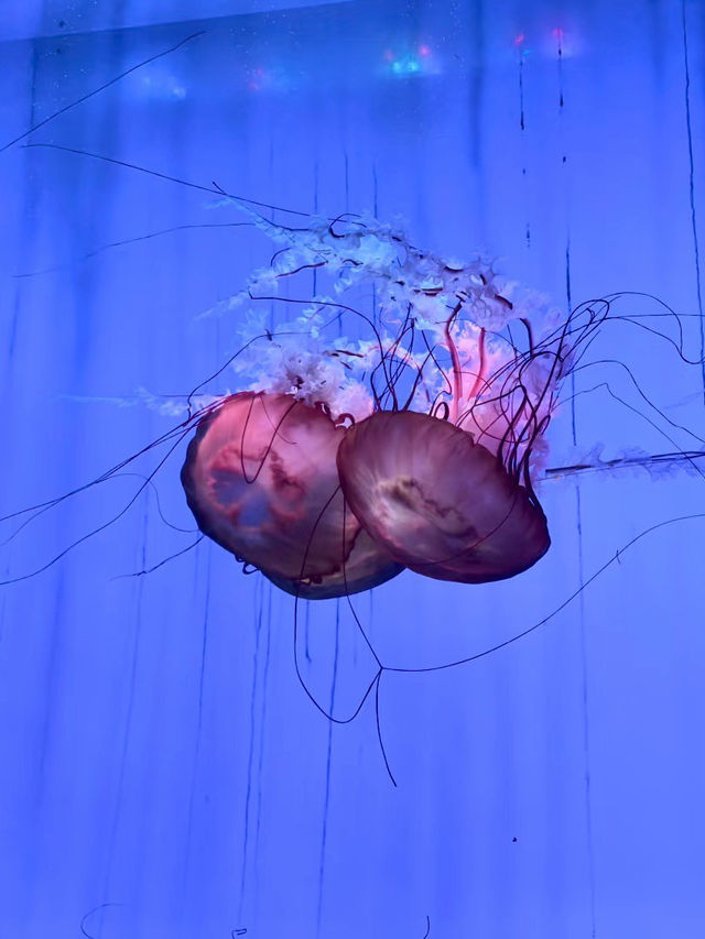 海底星辰，上海海洋水族館