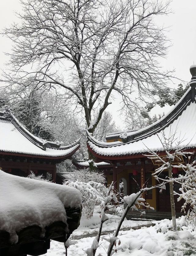 杭州下雪秒變臨安!江南雪景天花板被我拍到了~ 杭州下雪秒變臨安!江南雪景天花板被我拍到了~