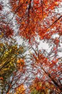 沉沒的水下威尼斯！皖南這片「碧波紅杉」美成地球副本（魔都