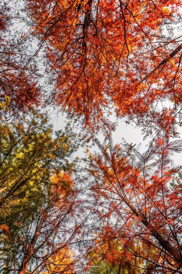 沉沒的水下威尼斯！皖南這片「碧波紅杉」美成地球副本（魔都