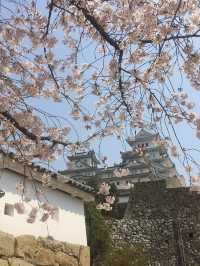 🌸 姬路城櫻花|粉雪飛舞的春日夢境