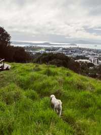 Meadow Magic Auckland🌱🌋 Mount Eden Lookout: Auckland's Ultimate 360° View!