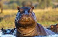 疫情前的奇幻之旅在博茨瓦納奧卡萬戈遇見非洲象