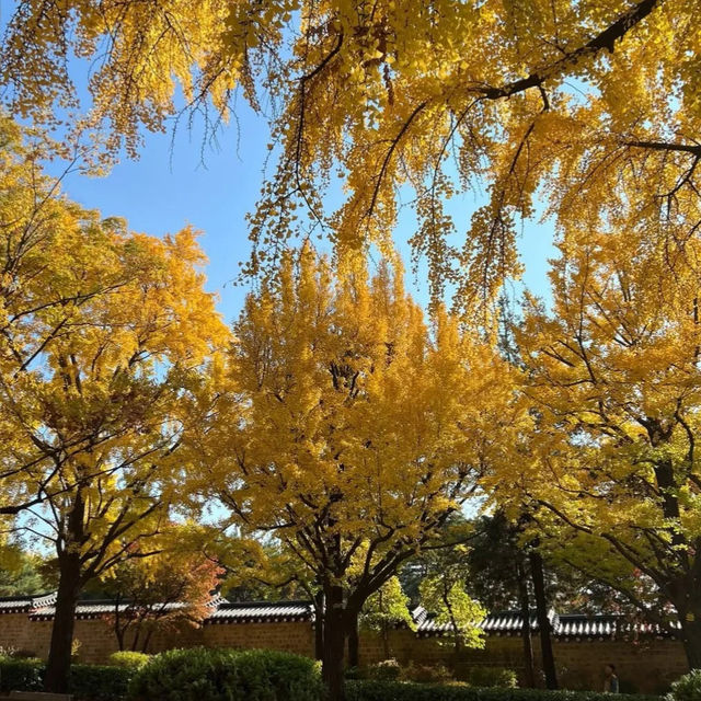 🍂 서울 가을, 2만 걸음으로 만나는 황금의 추억