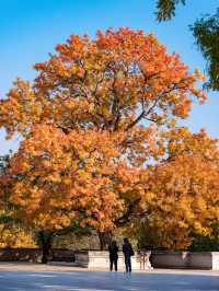 八大處這棵古黃連木，堪稱北京紅葉天花板