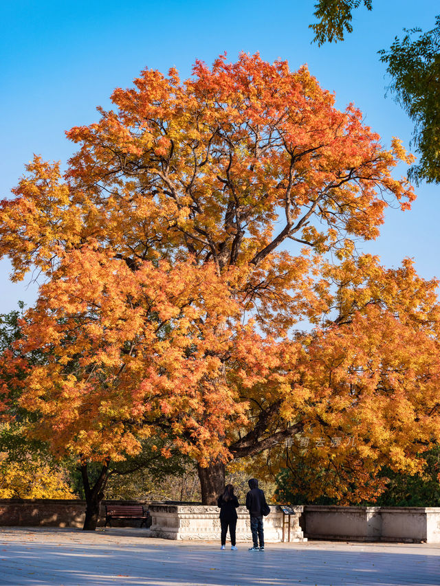 八大處這棵古黃連木，堪稱北京紅葉天花板