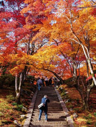 The ultimate Kyoto autumn leaves season check-in guide: hidden temples for legendary photos!