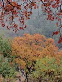 帶父母崂山賞秋輕鬆攻略：慢品山海秋韻