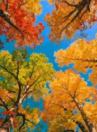 南京賞秋攻略這幾個寶藏地直接衝超出片