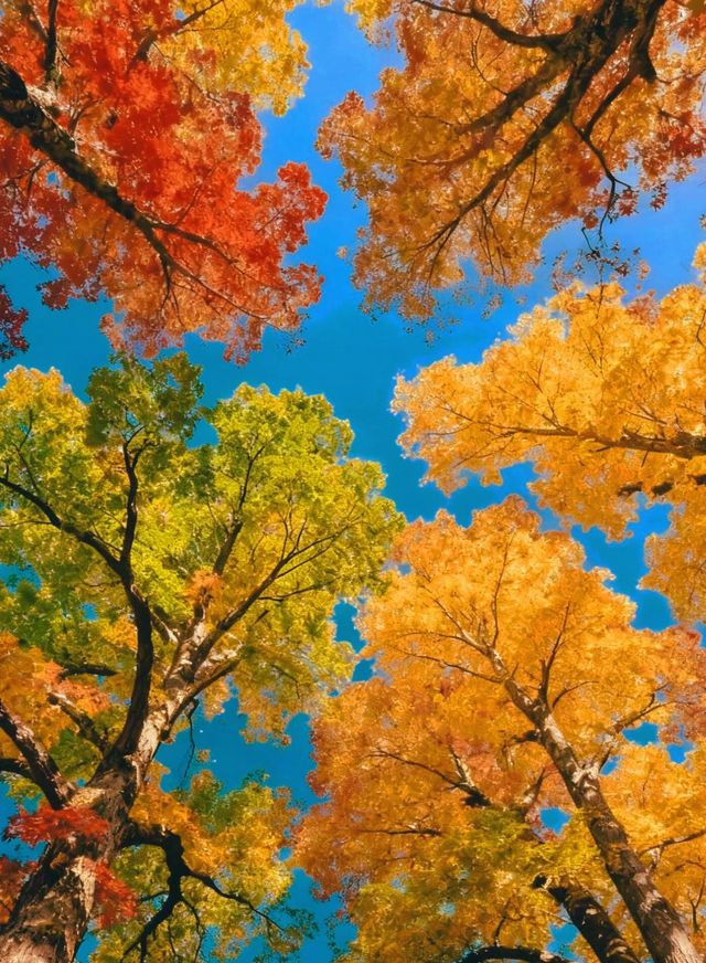 南京賞秋攻略這幾個寶藏地直接衝超出片