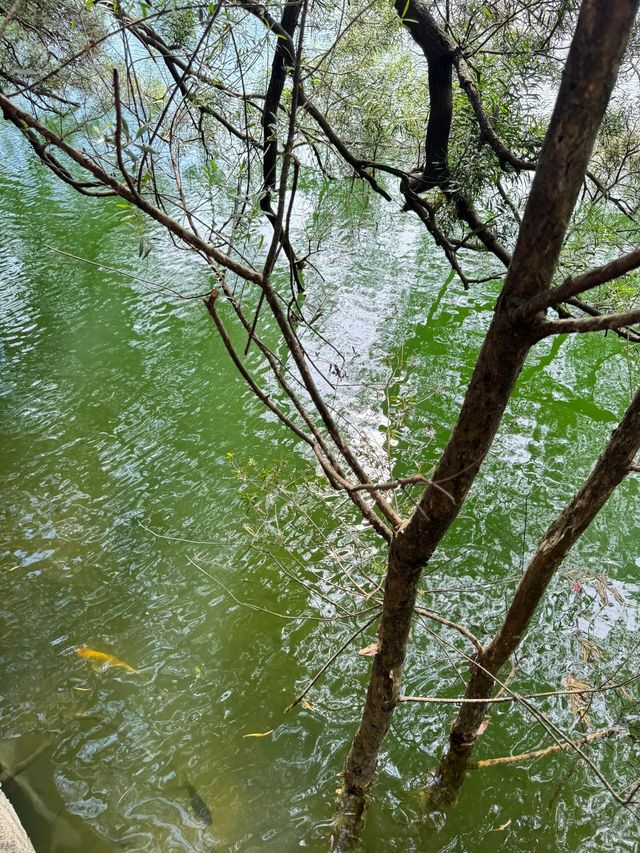 江門圭峰山|綠湖如碧玉嵌翠嶺 環湖暢遊醉氧吧 江門圭峰山|綠湖如碧玉嵌翠嶺 環湖暢遊醉氧吧