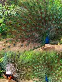 上海動物園｜被孔雀開屏美到失語！藍綠星河墜落人間
