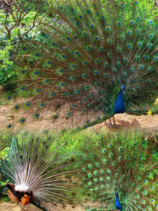 上海動物園｜被孔雀開屏美到失語！藍綠星河墜落人間