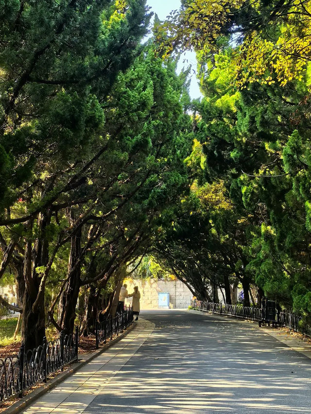 藏在青島的秋日童話,八大關的原生態美太治癒 藏在青島的秋日童話,八大關的原生態美太治癒