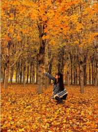 張家樓「楓」景獨好|附賞秋攻略