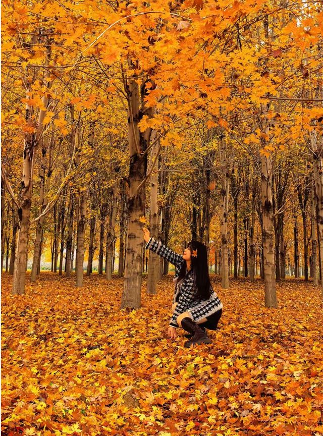 張家樓「楓」景獨好|附賞秋攻略 張家樓「楓」景獨好|附賞秋攻略