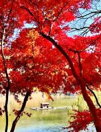 秋日限定：青島北嶺山森林公園紅葉全攻略 