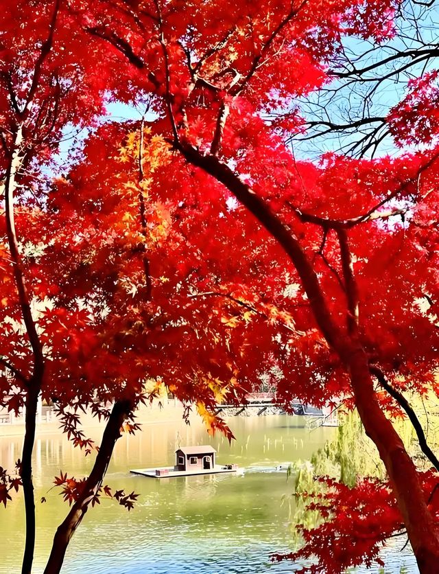 秋日限定：青島北嶺山森林公園紅葉全攻略 
